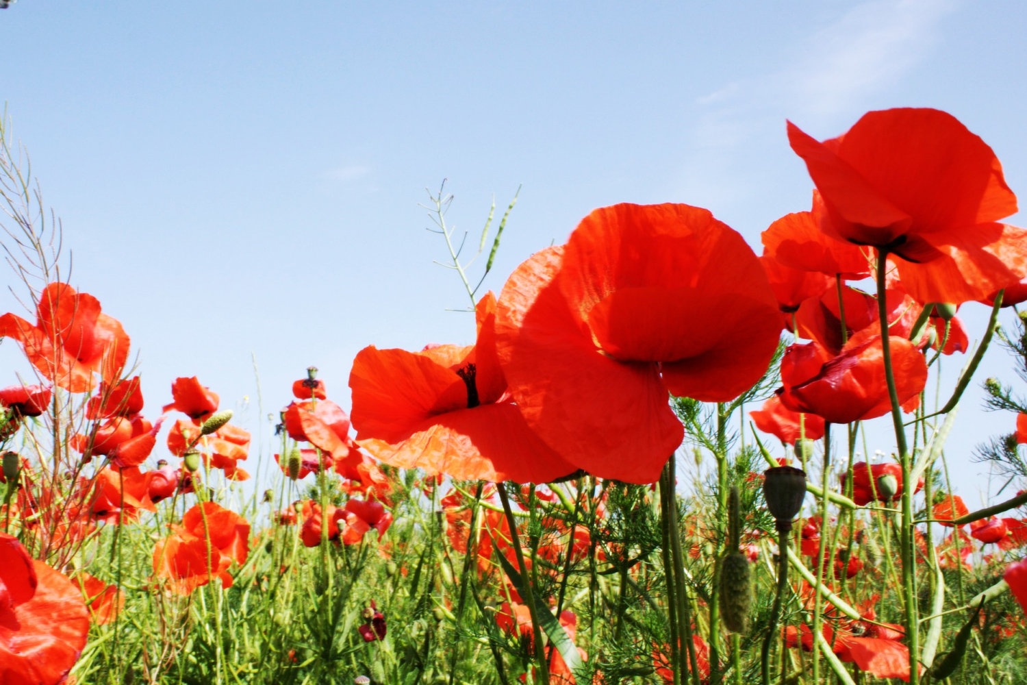 Tu vi thu nam ngay 23/6 cua cac cung hoang dao hinh anh