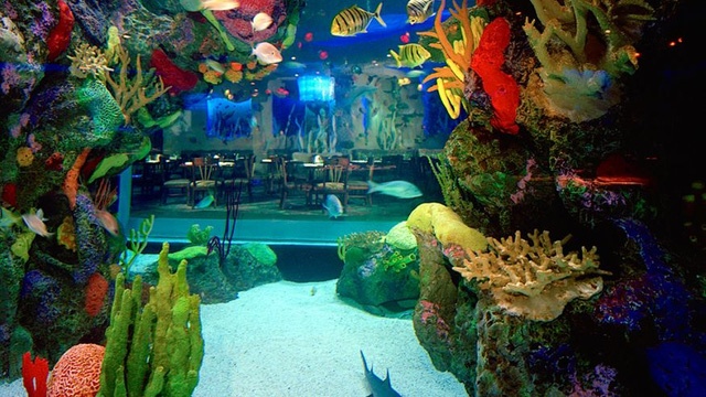 Nhung nha hang duoi dai duong anh 12