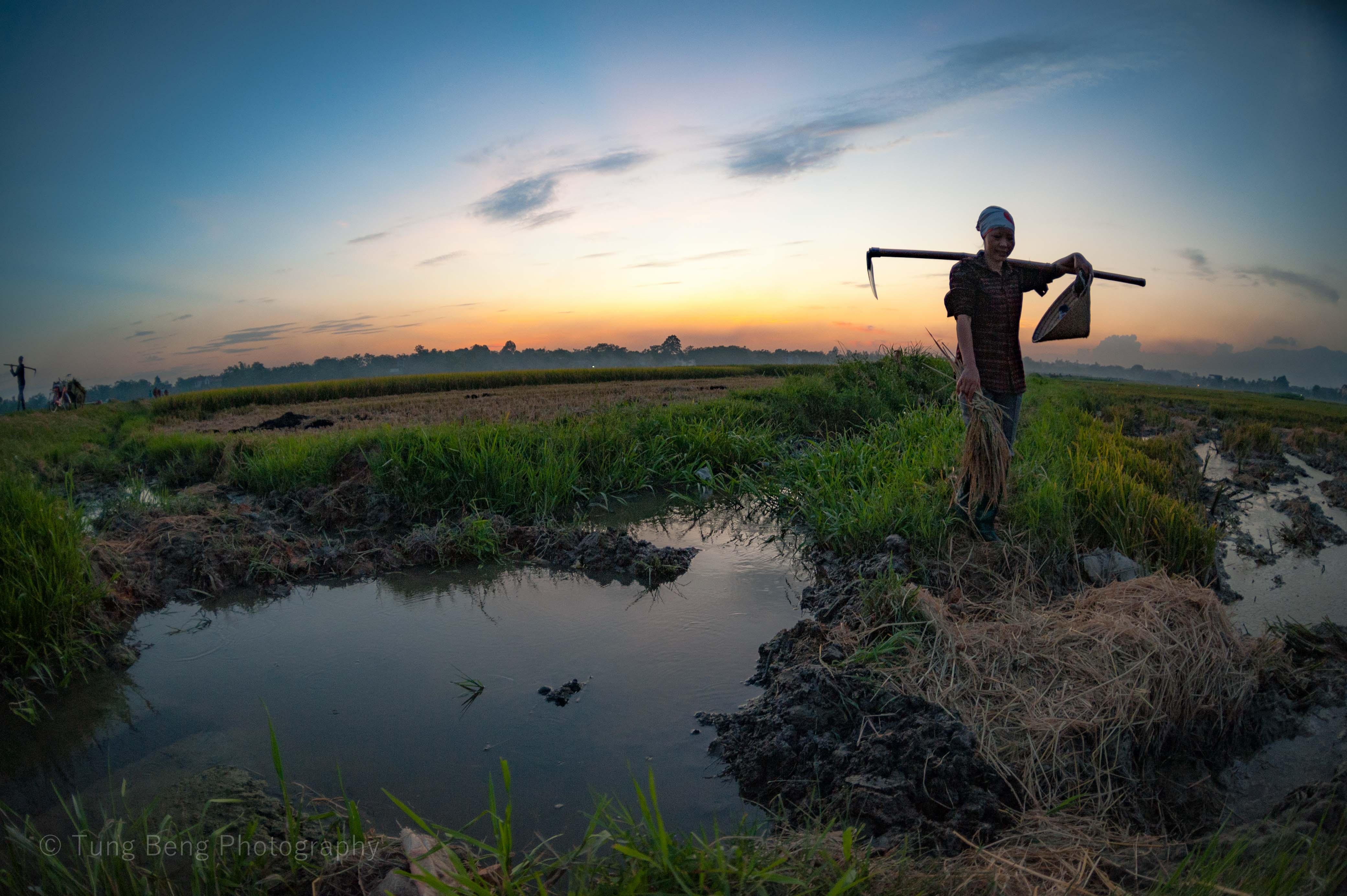 Mua vang tren dong que Bac Bo anh 4