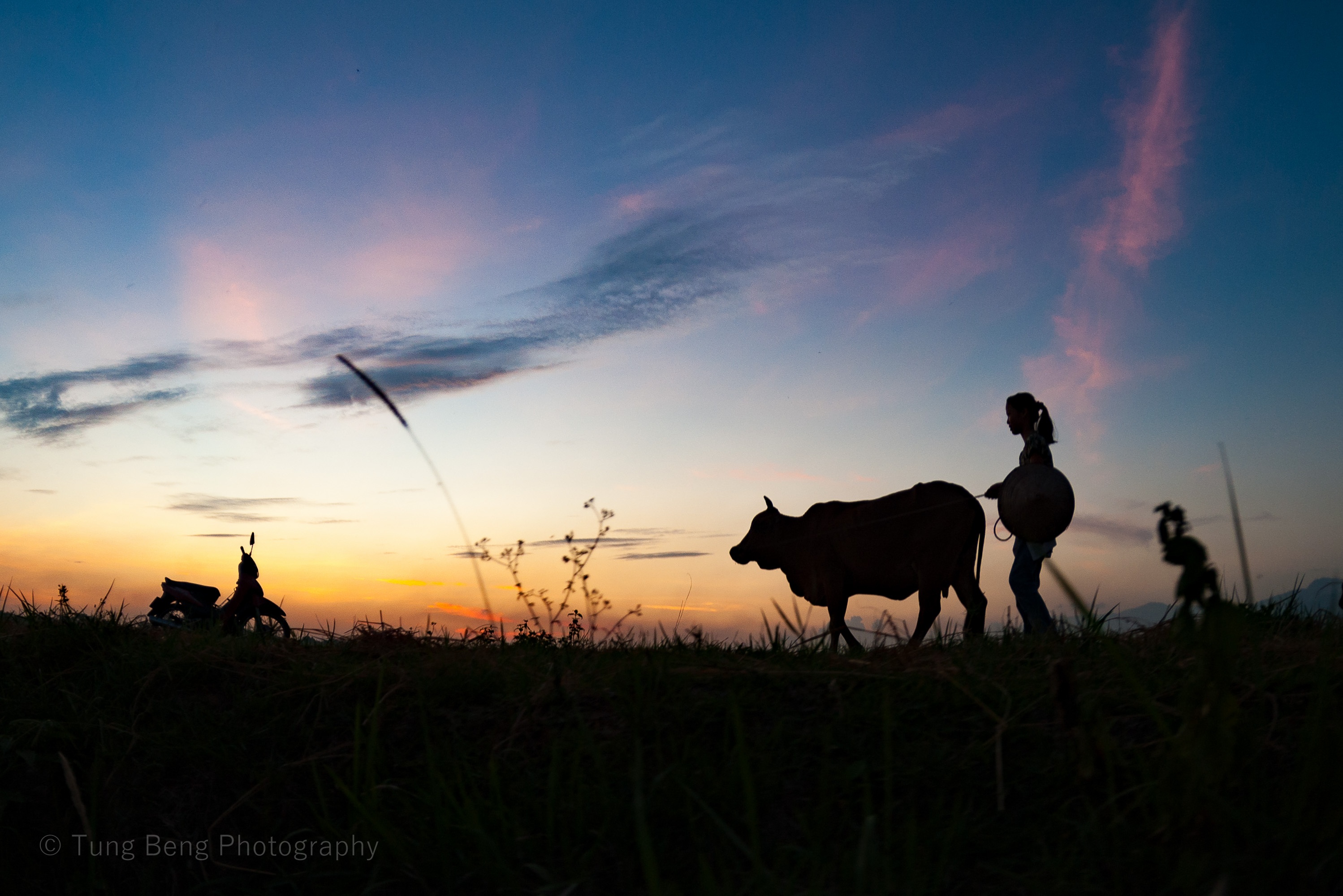 Mua gat tren canh dong Bac Bo hinh anh