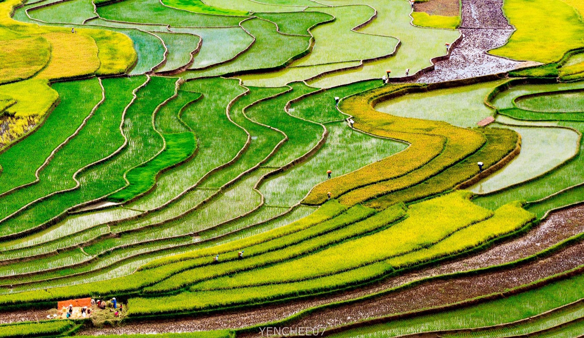 Ngay he tren mien son cuoc Mu Cang Chai hinh anh