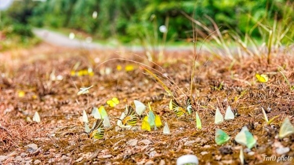 Mua buom Ma Da anh 1