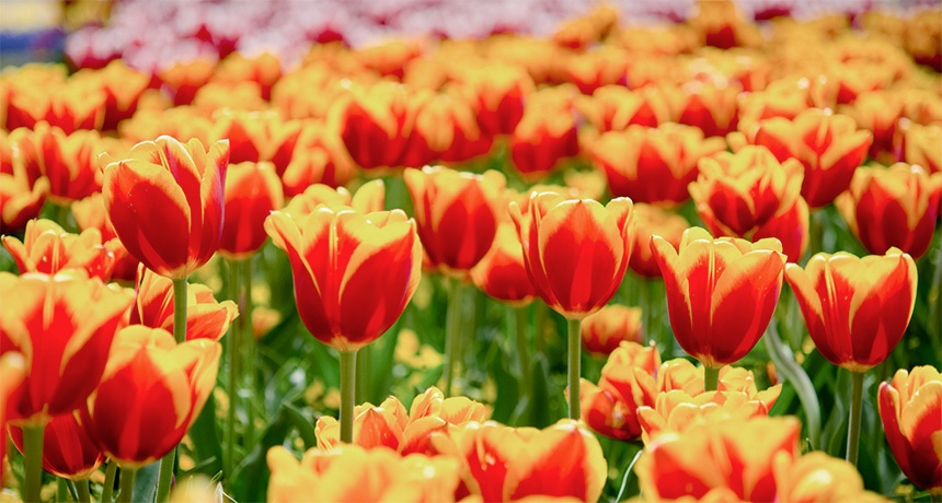 Tu vi thu hai ngay 11/7 cua cac cung hoang dao hinh anh