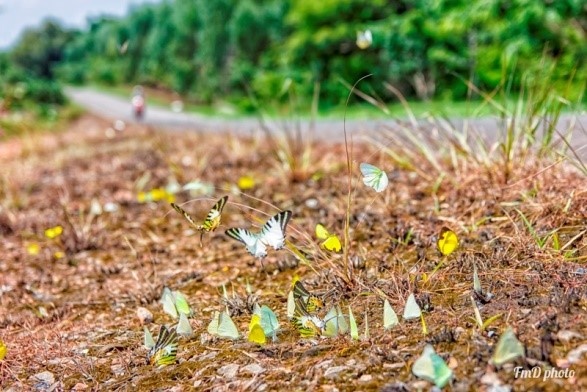 Mua buom Ma Da anh 2