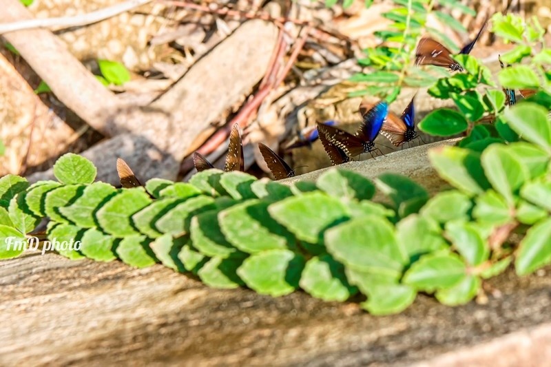 Mua buom Ma Da anh 8