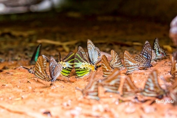 Mua buom Ma Da anh 9