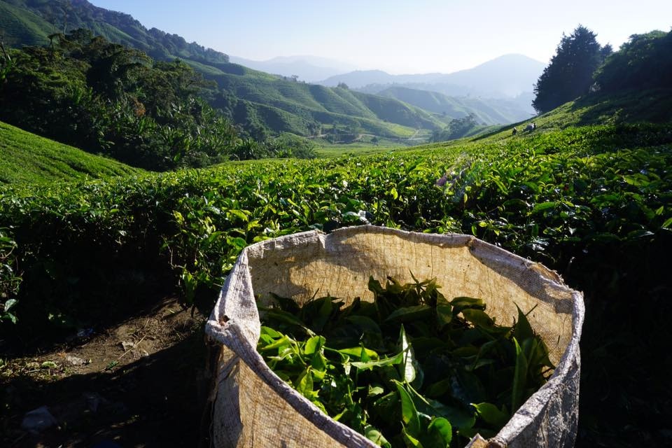 Du lịch Malaysia ảnh 8 Du lich Malaysia anh 8