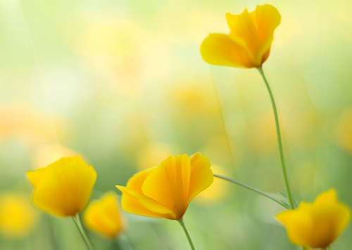 Tu vi thu bay ngay 23/7 cua cac cung hoang dao hinh anh