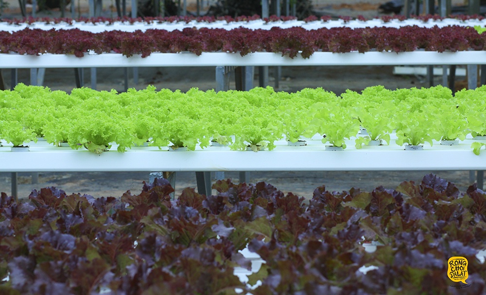 du lich nha vuon o da lat anh 7