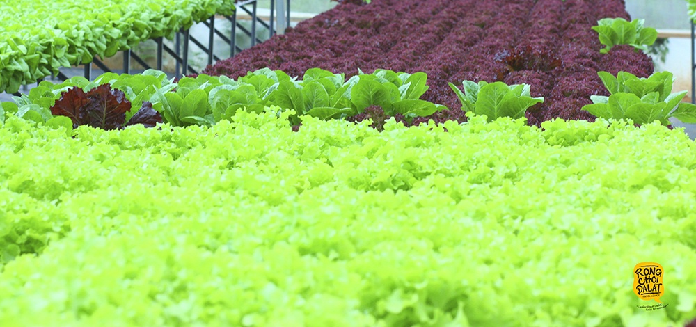 du lich nha vuon o da lat anh 8