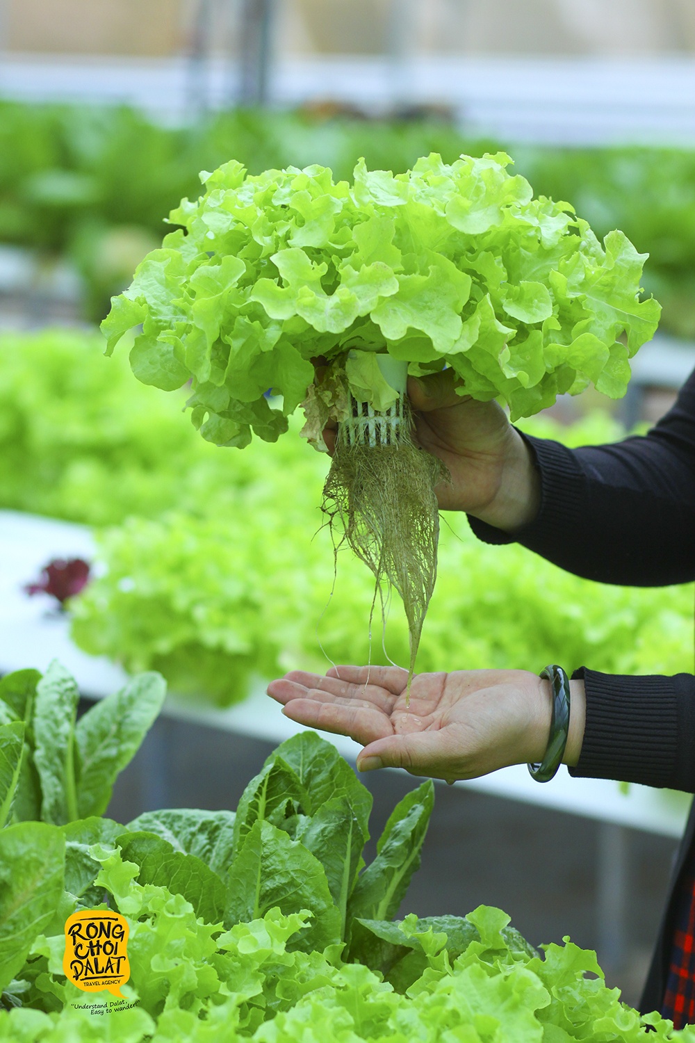 du lich nha vuon o da lat anh 9