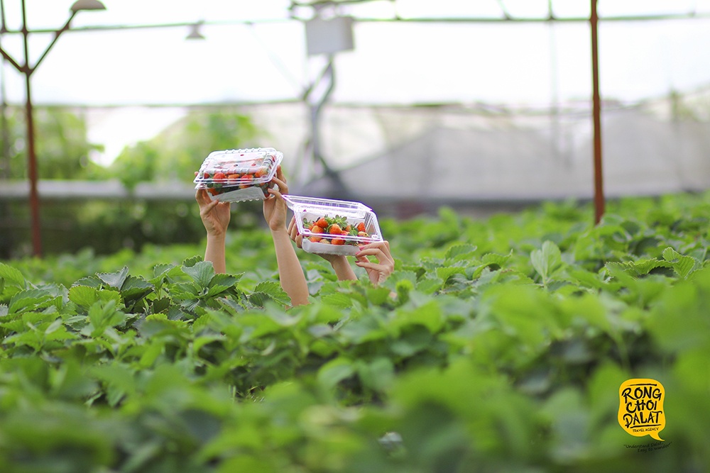 du lich nha vuon o da lat anh 1