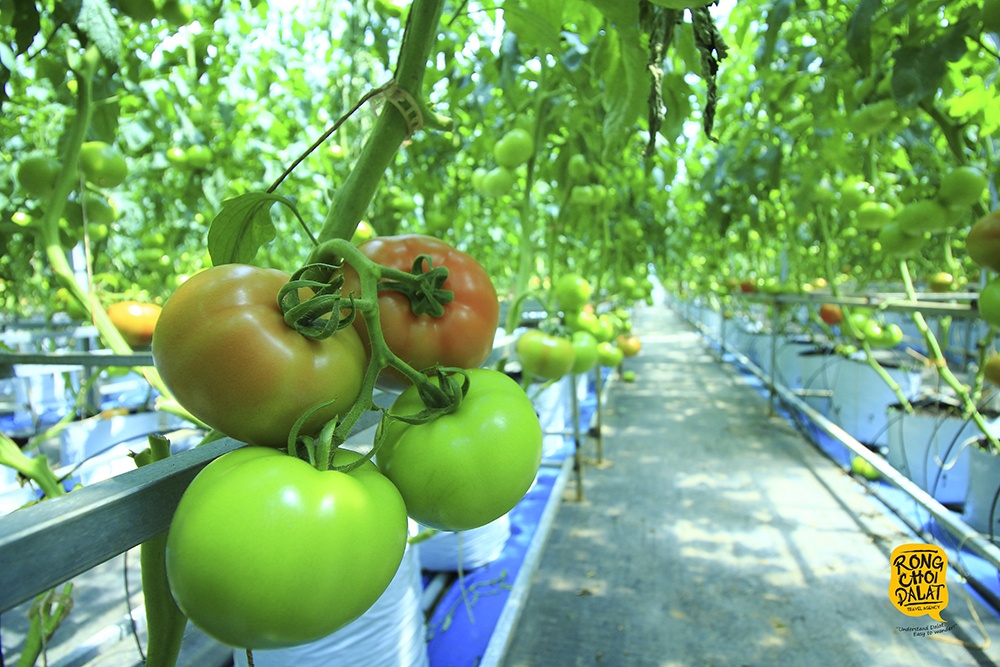 du lich nha vuon o da lat anh 2