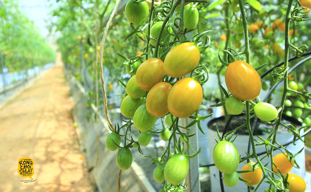 du lich nha vuon o da lat anh 4