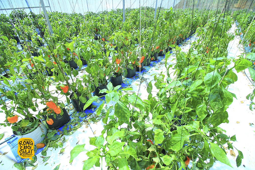 du lich nha vuon o da lat anh 5