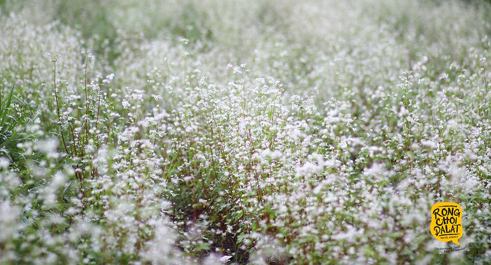 Hoa tam giac mach o Da Lat no ro thang 8 hinh anh