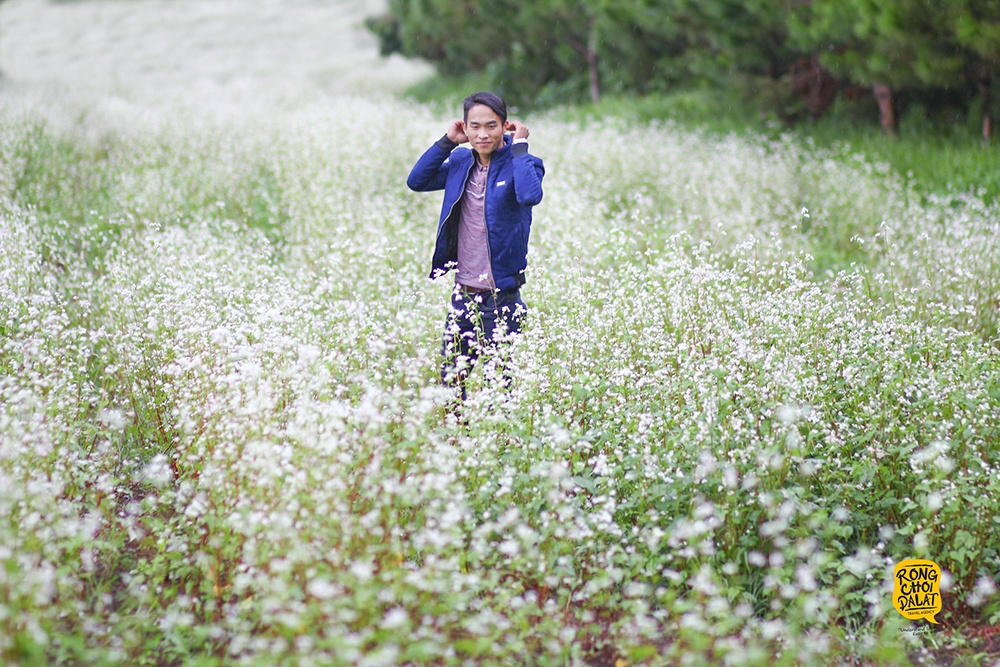 hoa tam giác mạch đà lạt ảnh 2 hoa tam giac mach da lat anh 2