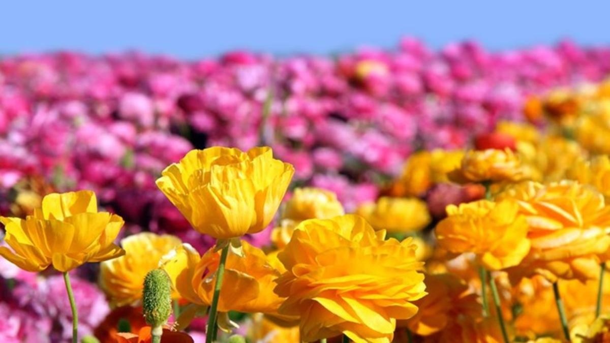 Tu vi thu sau ngay 19/8 cua cac cung hoang dao hinh anh