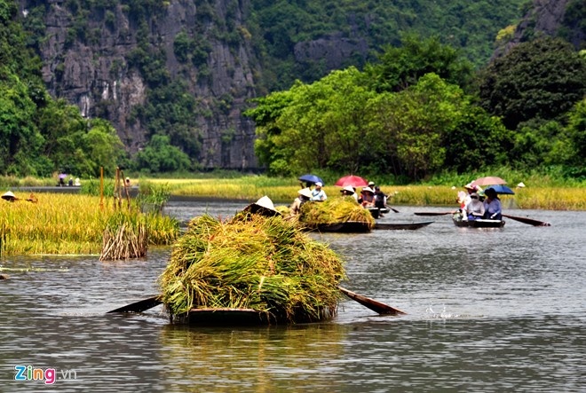 những địa điểm ngắm lúa chín ảnh 2 nhung dia diem ngam lua chin anh 2