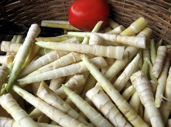 Yên Bái có gì ảnh 2 Yen Bai co gi anh 2