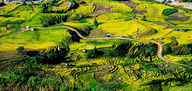 những địa điểm ngắm lúa chín ảnh 8 nhung dia diem ngam lua chin anh 8