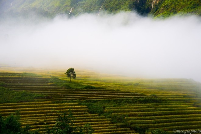 những địa điểm ngắm lúa chín ảnh 9 nhung dia diem ngam lua chin anh 9