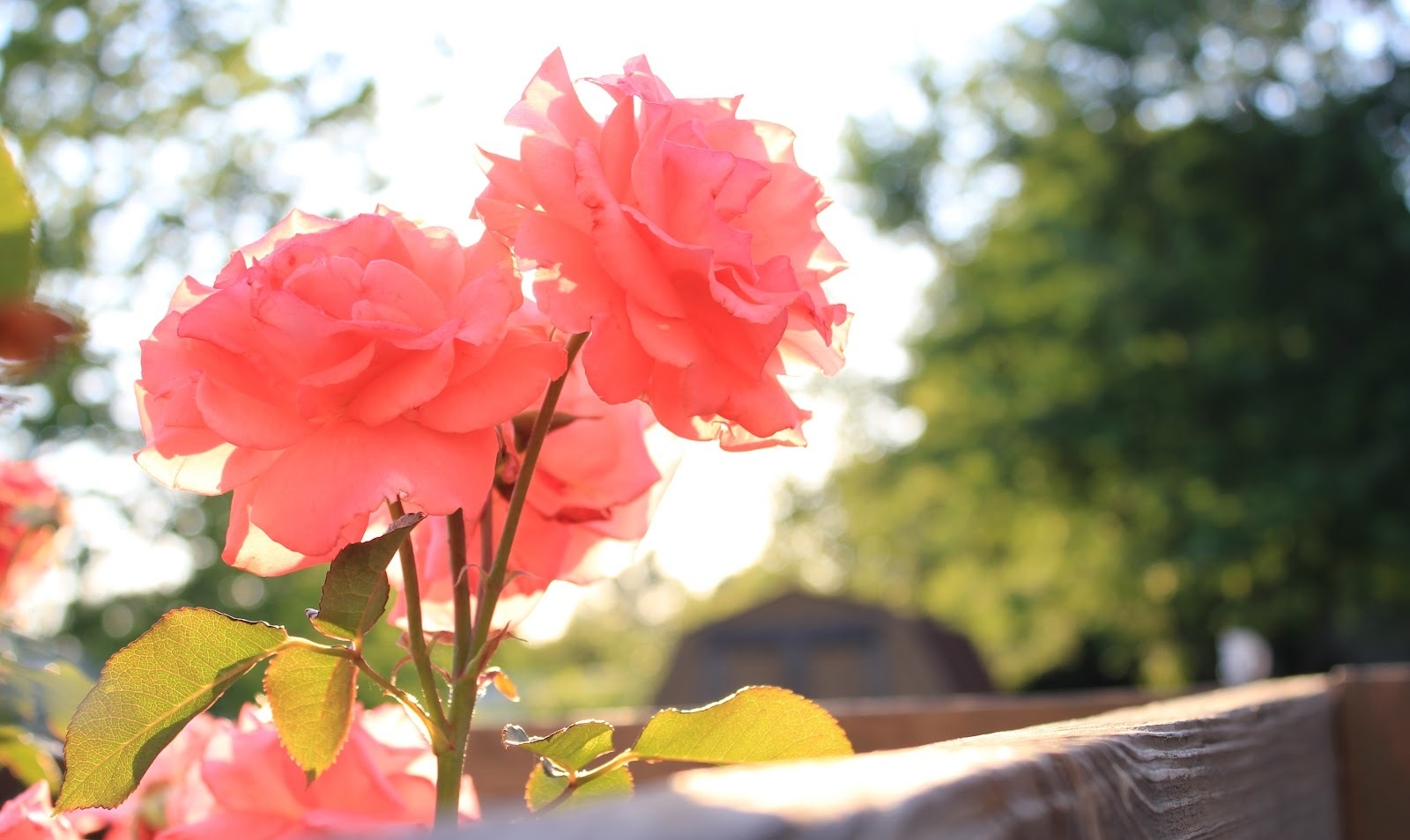 Tu vi thu hai ngay 22/8 cua cac cung hoang dao hinh anh