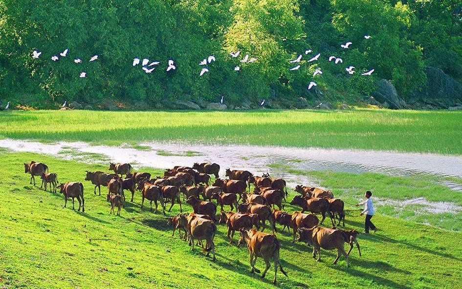 Vẻ đẹp bình yên của làng quê Ninh Bình ảnh 9 Ve dep binh yen cua lang que Ninh Binh anh 9