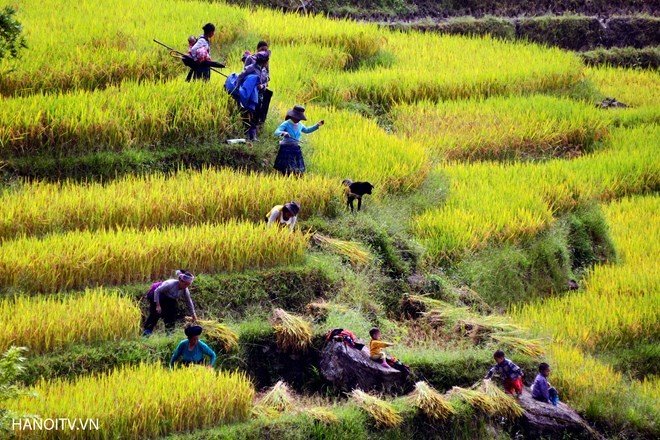 những thửa ruộng bậc thang đẹp nhất Việt Nam ảnh 6 nhung thua ruong bac thang dep nhat Viet Nam anh 6