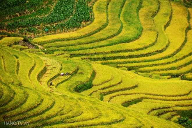 những thửa ruộng bậc thang đẹp nhất Việt Nam ảnh 5 nhung thua ruong bac thang dep nhat Viet Nam anh 5