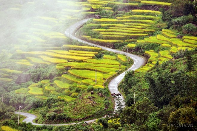 những thửa ruộng bậc thang đẹp nhất Việt Nam ảnh 4 nhung thua ruong bac thang dep nhat Viet Nam anh 4