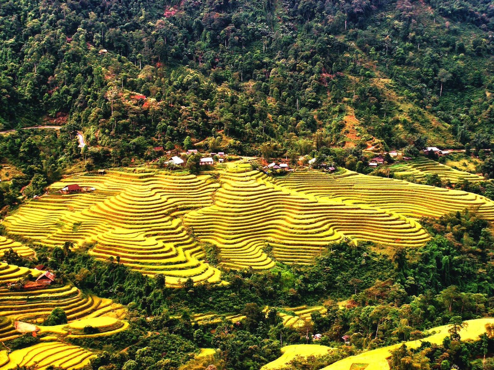 những thửa ruộng bậc thang đẹp nhất Việt Nam ảnh 11 nhung thua ruong bac thang dep nhat Viet Nam anh 11