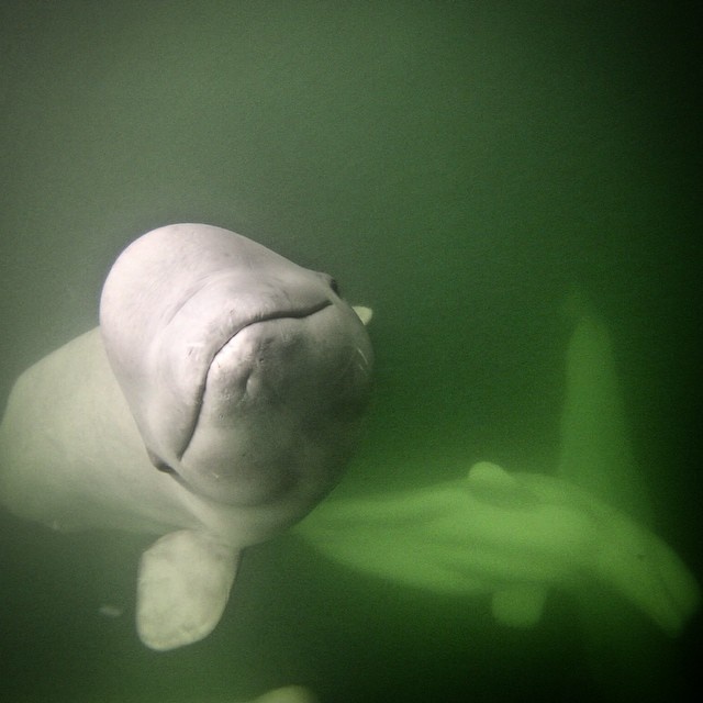du lịch Canada, Canada say lòng du khách ảnh 8 du lich Canada, Canada say long du khach anh 8