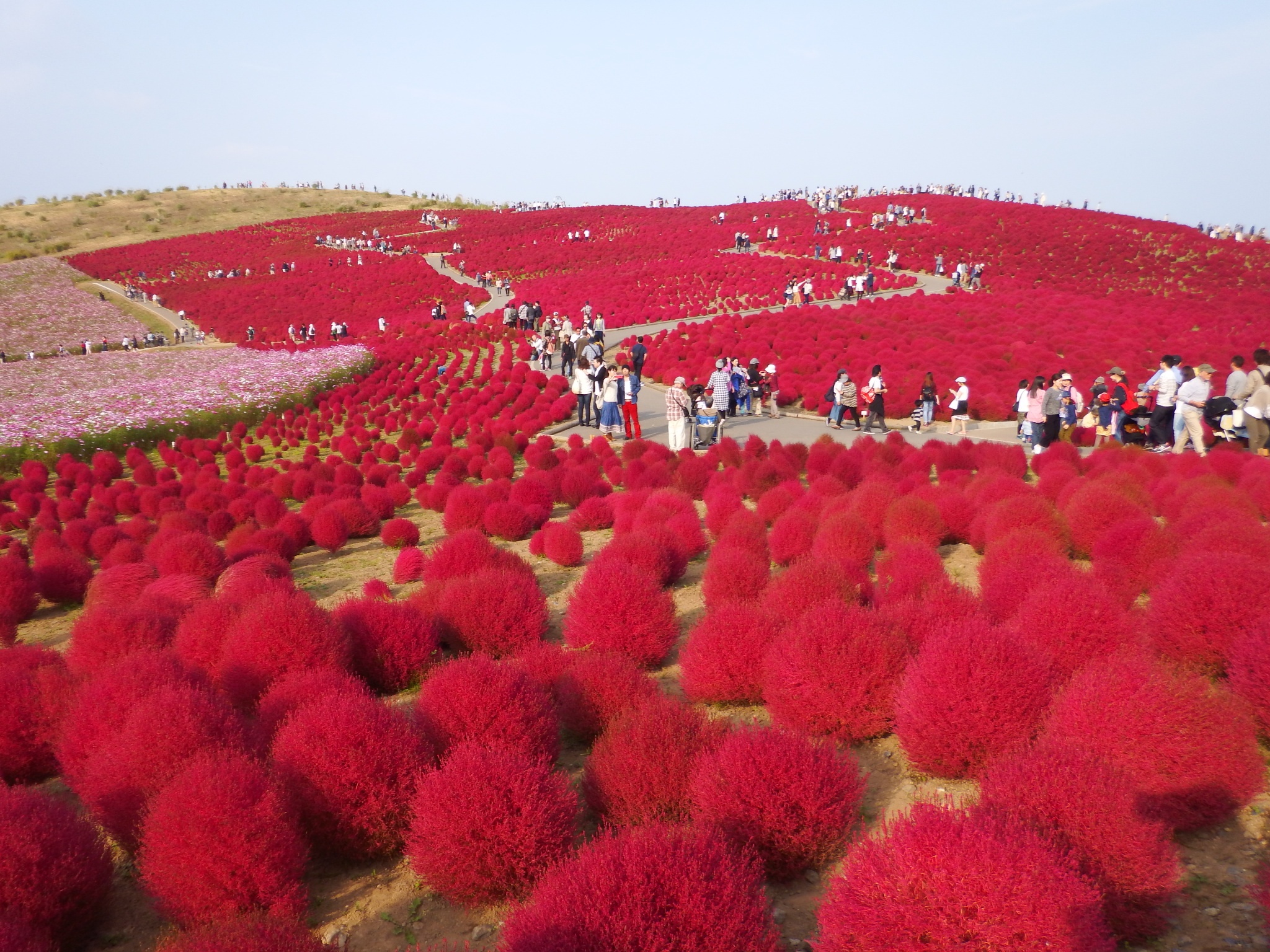 Mua thu di Nhat ngam co doi mau hinh anh