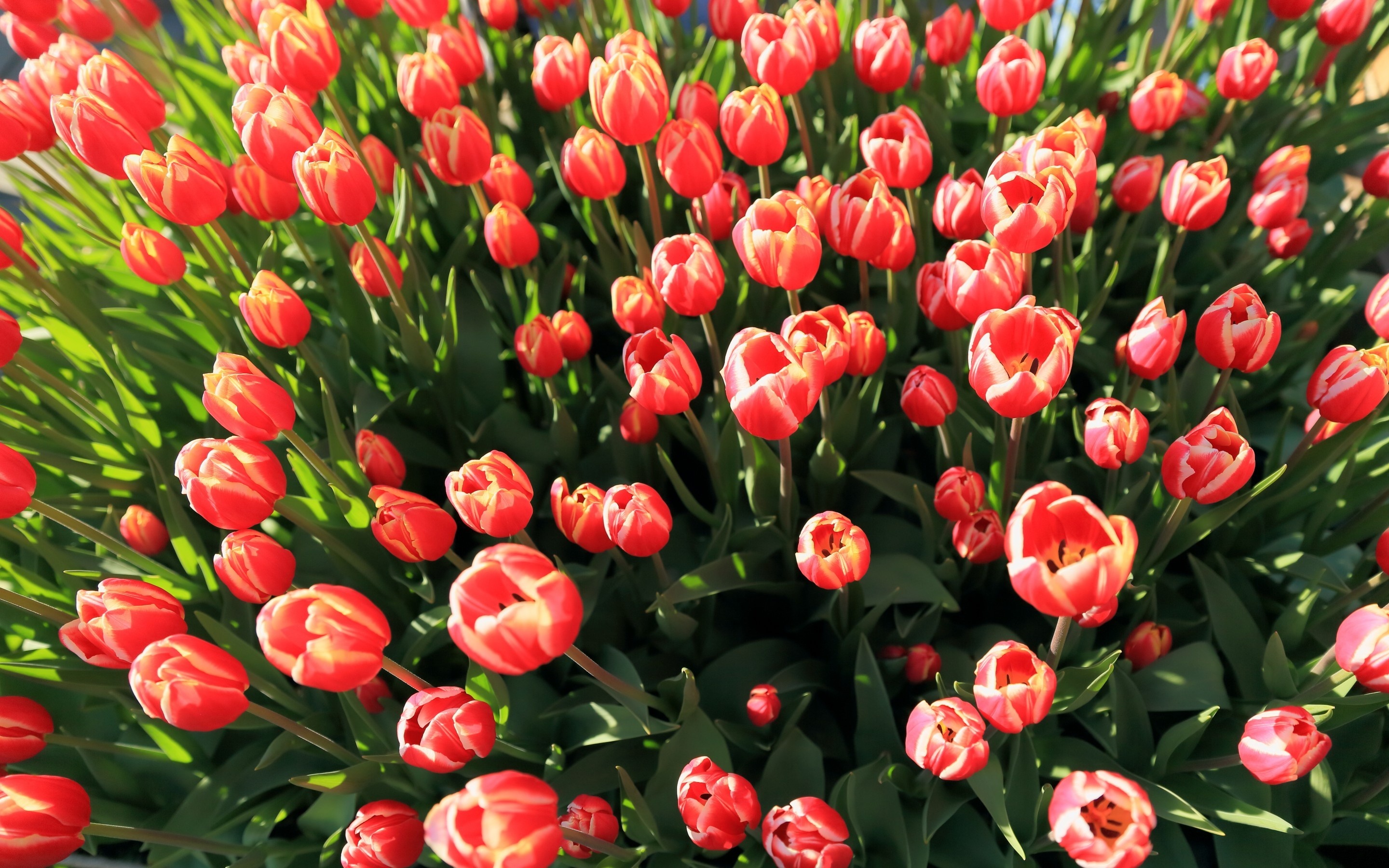 Tu vi thu bay ngay 3/9 cua cac cung hoang dao hinh anh