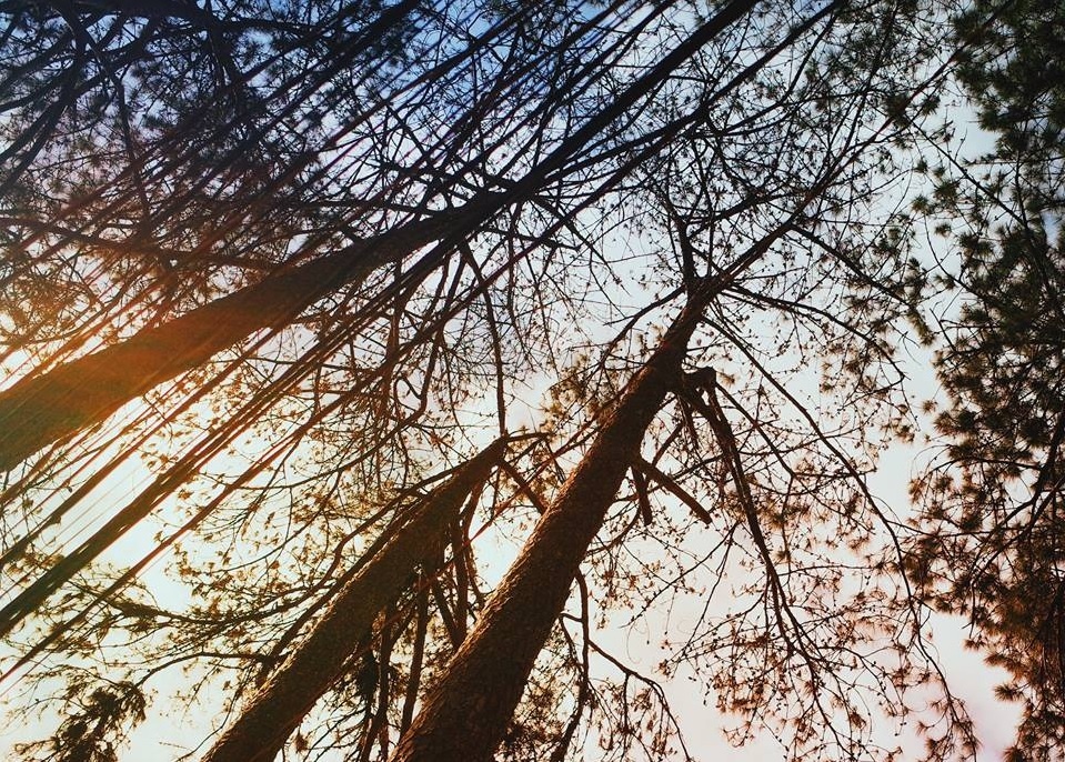 Mot lan trai nghiem Da Lat hoan toan khac biet hinh anh