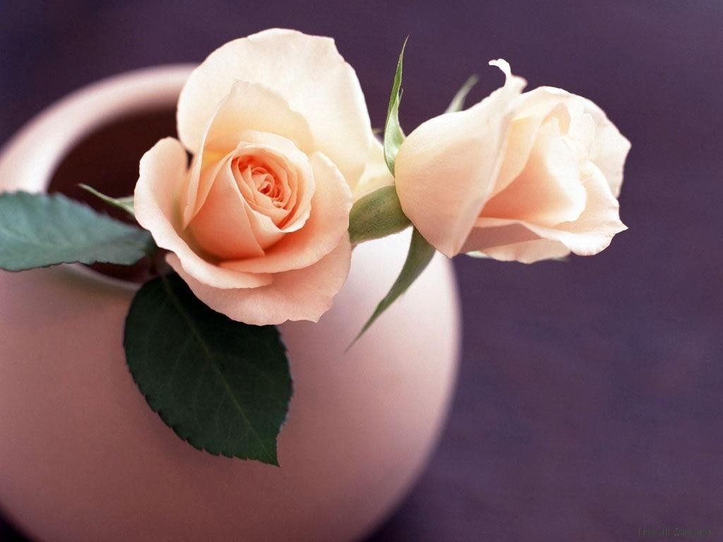 Tu vi chu nhat ngay 2/10 cua cac cung hoang dao hinh anh