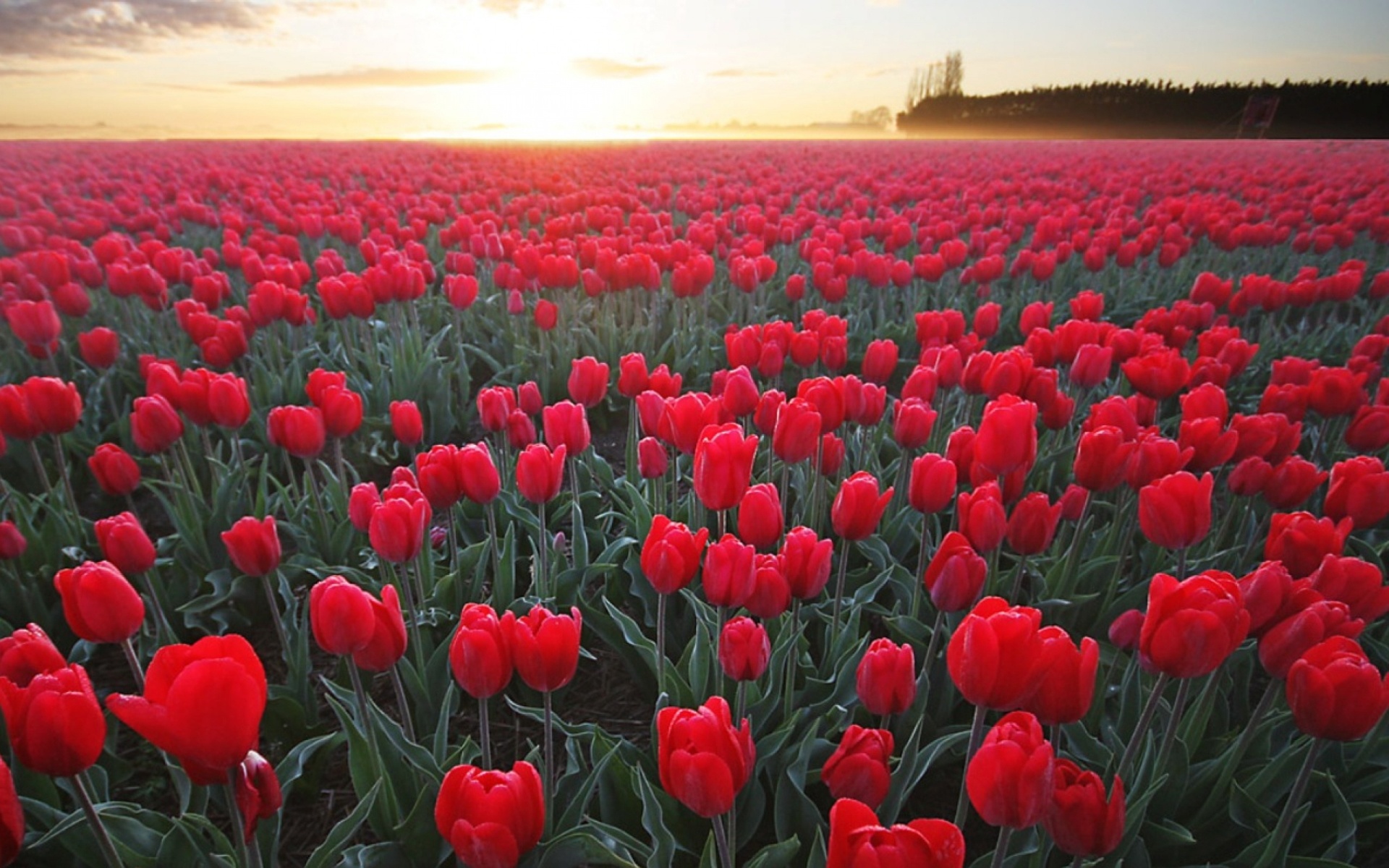 tử vi thứ tư ngày 12/10 ảnh 1 tu vi thu tu ngay 12/10 anh 1