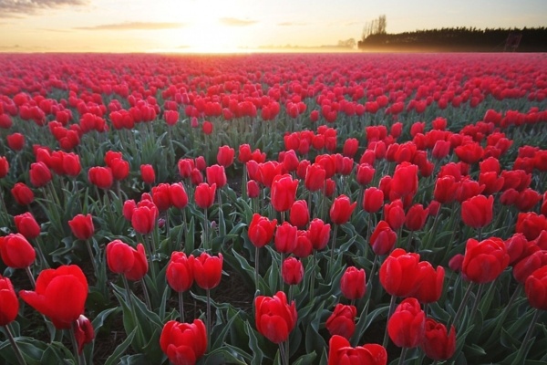 Tu vi thu tu ngay 12/10 cua cac cung hoang dao hinh anh