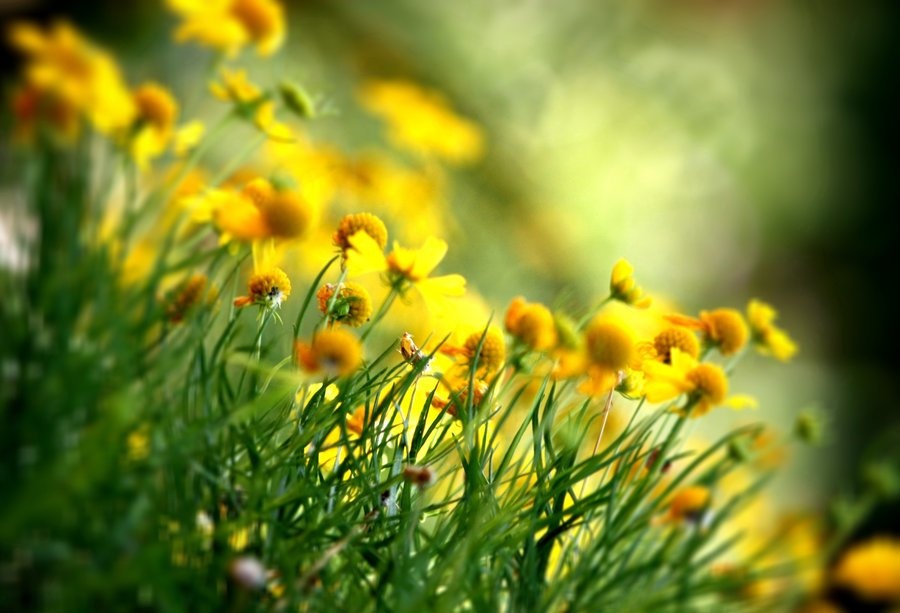 Tu vi thu sau ngay 14/10 cua cac cung hoang dao hinh anh