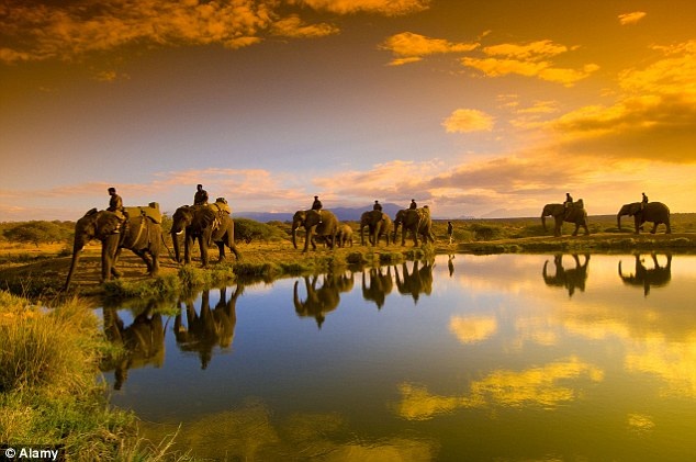 Bi chi trich, TripAdvisor ngung ban ve tham quan dong vat hinh anh