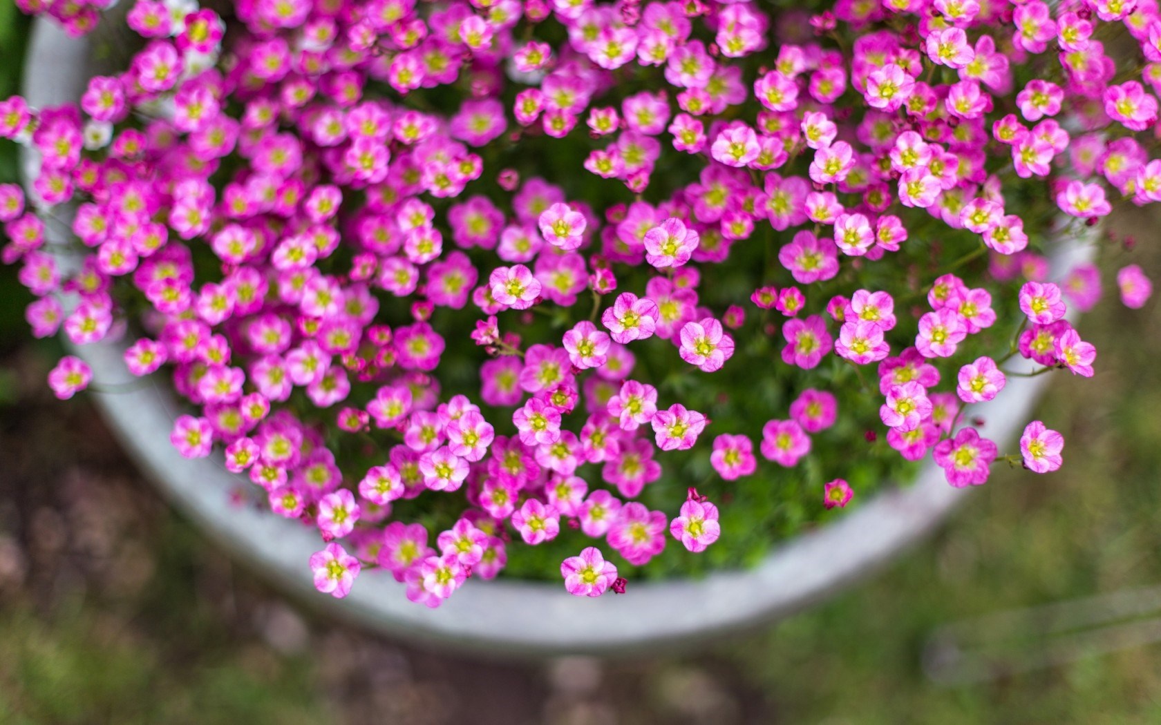 Tu vi thu hai ngay 17/10 cua cac cung hoang dao hinh anh