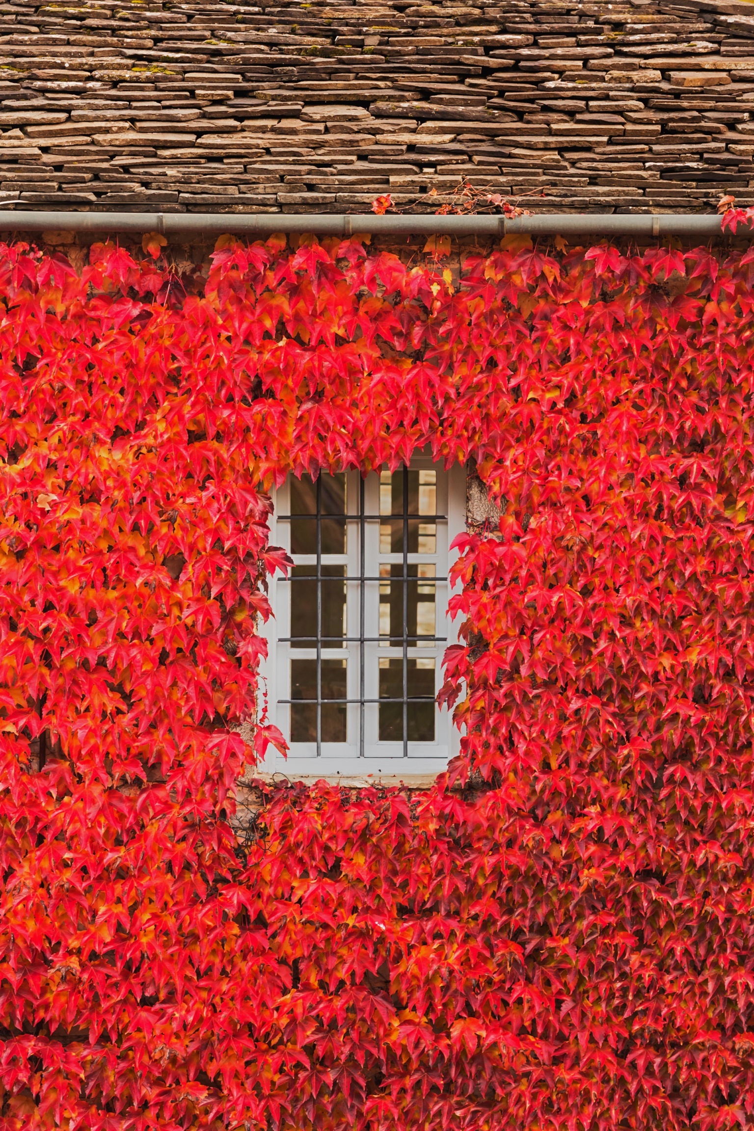 canh mua thu tuyet dep o cac nuoc anh 7