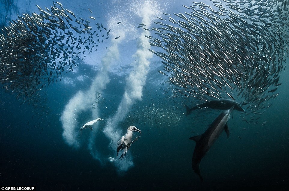 Ảnh đan lưới ở Phan Rang,  Siena International Photo Awards ảnh 5 Anh dan luoi o Phan Rang,  Siena International Photo Awards anh 5