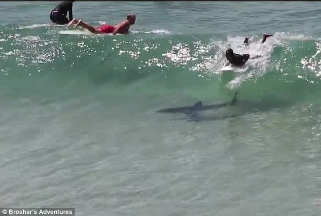 Ca map bat ngo xuat hien, boi cung nguoi luot song hinh anh