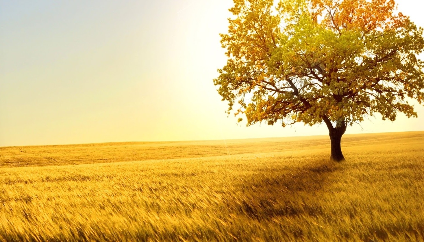 Tu vi thu bay ngay 12/11 cua cac cung hoang dao hinh anh