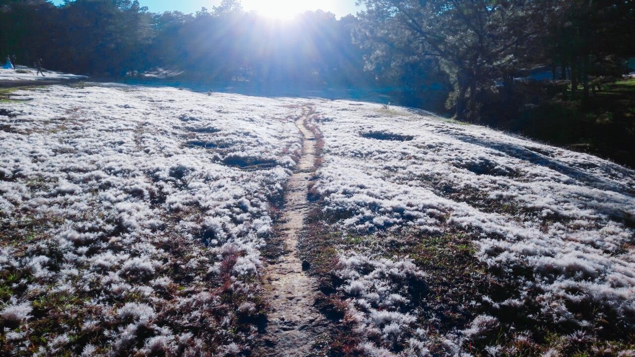 Doi co hong tuyet dep nhu khung troi Au giua Da Lat mong mo hinh anh