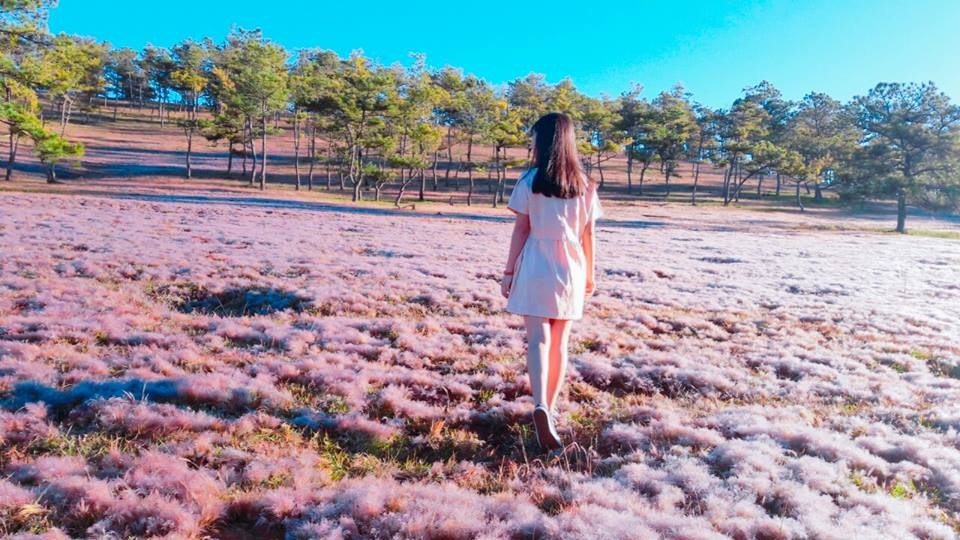 Đồi cỏ hồng Đà Lạt ảnh 4 Doi co hong Da Lat anh 4