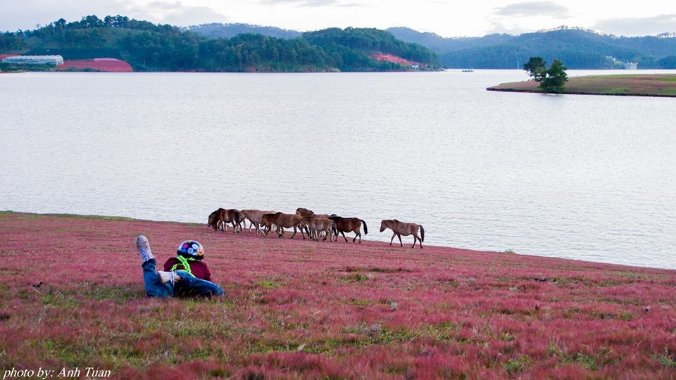 Đồi cỏ hồng Đà Lạt ảnh 5 Doi co hong Da Lat anh 5