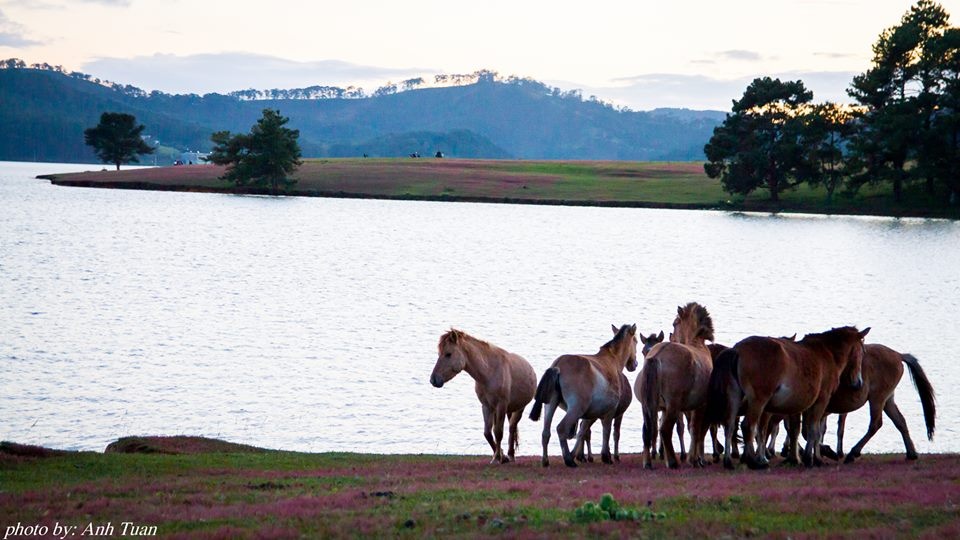 Đồi cỏ hồng Đà Lạt ảnh 6 Doi co hong Da Lat anh 6